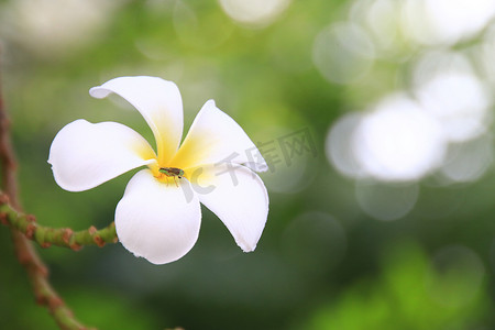 美丽的白色鸡蛋花（鸡蛋花）在早晨绽放，白色鸡蛋花上的昆虫，特写鸡蛋花和虫子