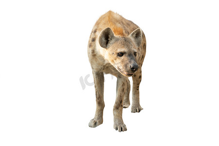 斑点鬣狗摄影照片_孤立的斑点鬣狗
