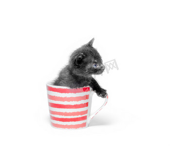 可爱的小黑猫坐在一个杯子里，被白色的背隔开