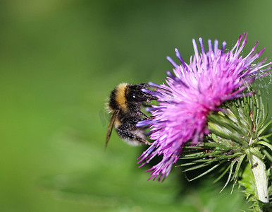 荒地蜂或小荒地大黄蜂，Bombus jonellus