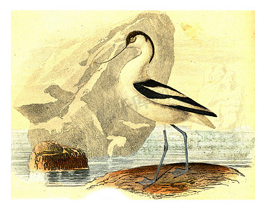 Avocet，复古雕刻。