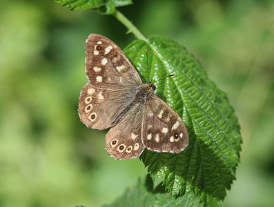 有斑点的木蝴蝶 (Pararge aegeria)，坐在一片叶子上