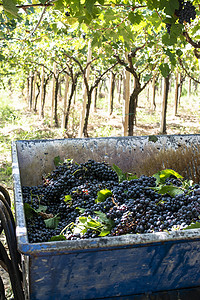 带拖车的拖拉机装满了用于酿酒的红葡萄。