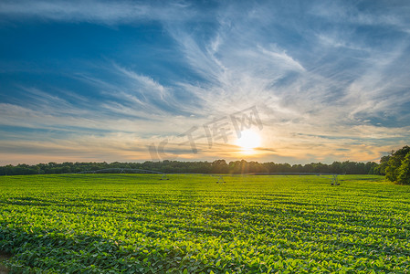 天空摄影照片_在日落时的大豆田与多云的天空。
