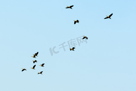 候鸟摄影照片_成群的候鸟以不完美的 V 字形飞行。