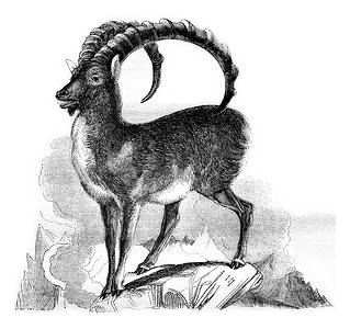 复古角摄影照片_Ibex，复古雕刻。