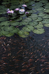 荷花鱼鱼摄影照片_池塘荷花中的金鱼