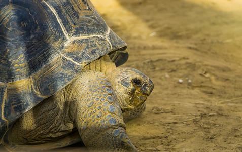 安氏摄影照片_阿尔达布拉巨龟的脸部特写，这是来自马达加斯加和塞舌尔的脆弱爬行动物