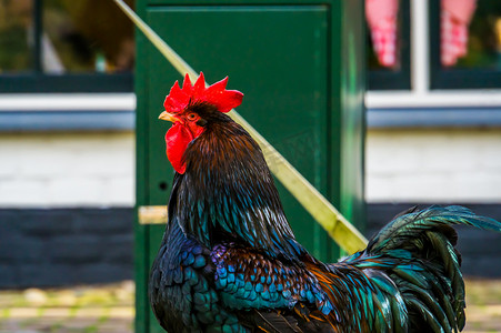 金币翻倍摄影照片_双花边巴内维尔德公鸡、五颜六色羽毛的公鸡、观赏鸟、荷兰流行的鸡种