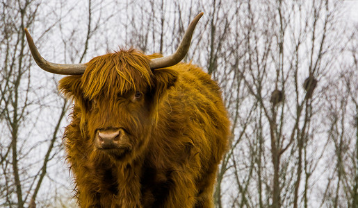 受养人摄影照片_一头高地牛的特写脸，苏格兰牛，流行的家养农场动物