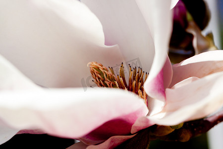 春天室外的粉红色玉兰树花