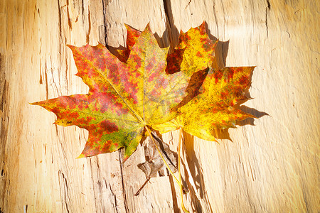 边境设计摄影照片_秋天的落叶在木制的背景