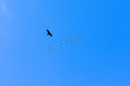 在印度北阿坎德邦的一个小村庄 Pangot，海鸥鸟在蓝天明亮的阳光背景下飞行。