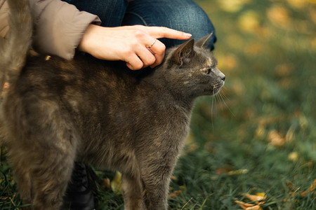 流浪宠物摄影照片_女孩在草地上抚摸着一只流浪的灰色美丽气质猫。