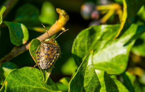 绿色盾牌摄影照片_一只斑驳的盾虫坐在绿色常春藤叶上的宏观特写，这是来自欧洲的常见昆虫