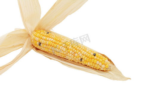 观赏玉米摄影照片_长装饰甜玉米棒与黄色小粒