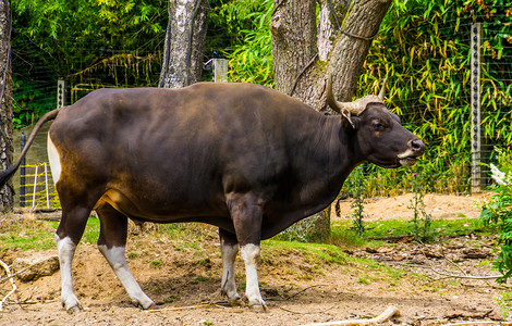 牧场上一头黑色野牛的画像，来自印度尼西亚的濒危动物