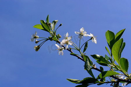 苹果树花