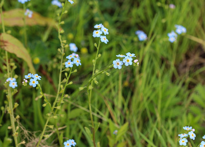 勿忘我摄影照片_Myosotis scorpioides，真正的勿忘我，水勿忘我花