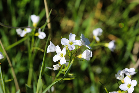 大苦水芹（Cardamine amara）在春天开花