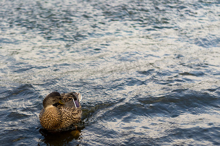 一只年轻的雄性美丽鸭子在河里游泳。