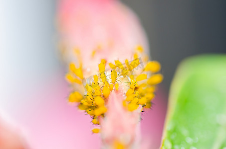 麦花摄影照片_花上的蚜虫