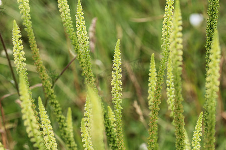 黄色火箭摄影照片_Reseda luteola，被称为染色火箭、染色杂草、焊接、羊毛和黄色杂草