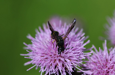 古北水镇摄影照片_Doros profuges，古北界的一种食蚜蝇