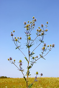 不张扬摄影照片_狂热草野生植物