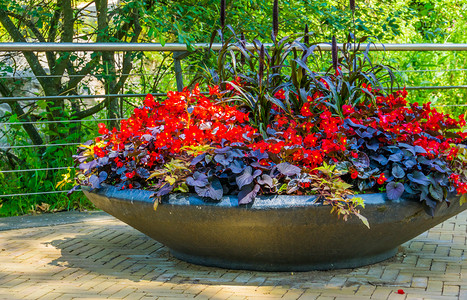 装满植物和红花的漂亮石碗花盆，夏季花园装饰