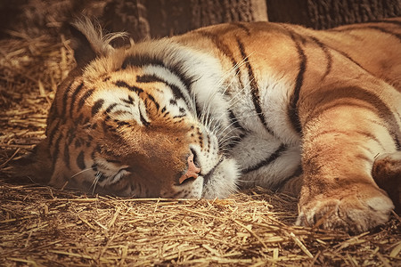 动物题材摄影照片_老虎睡在干草上