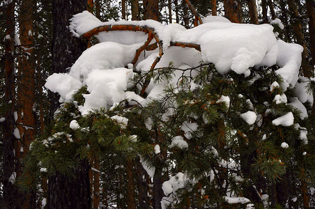 冬天的西伯利亚针叶林、混交林、针叶树和落叶树被雪覆盖。