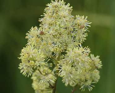 Thalictrum flavum，以通用名称普通草地芸香和黄色草地芸香而闻名。