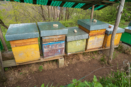 草地上的蜜蜂蜂箱特写