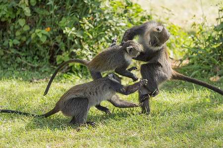 猴子打架