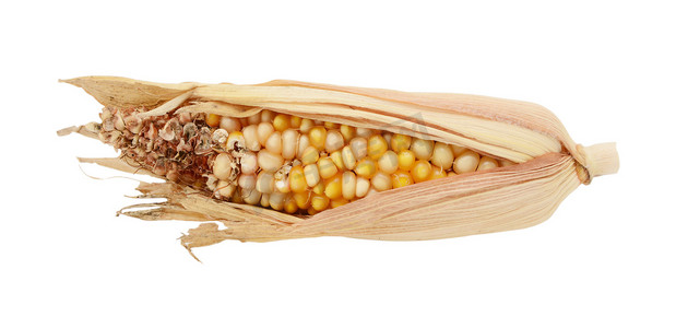 观赏玉米摄影照片_被吃掉一半的装饰性印度玉米芯和损坏的碎屑