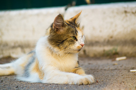 天猫红底摄影照片_三只阳刚猫躺在沥青上，向右看。