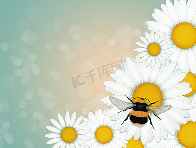 翅膀大翅膀摄影照片_雏菊上的大黄蜂
