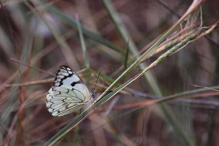 先锋摄影照片_草原先锋白蝶 (Belenois aurota)