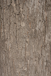 木材质地摄影照片_棕色树皮的质地