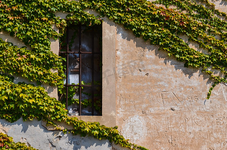 爬山虎背景墙摄影照片_带金属条和葡萄叶的窗户