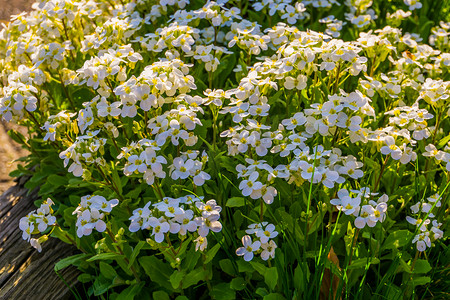 后院摄影照片_特写的白色 aubretia 花丛，欧洲常见的园林植物，植物学背景