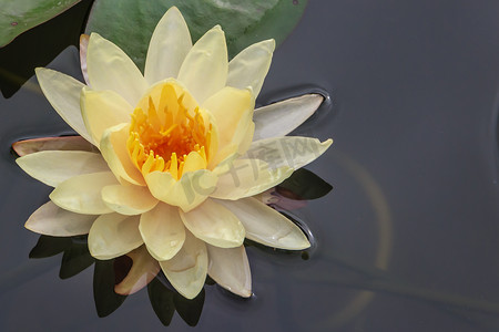 漂浮在池塘中的黄色睡莲，特写