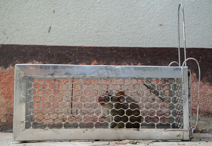 5只老鼠鼠摄影照片_老鼠被困在笼子里