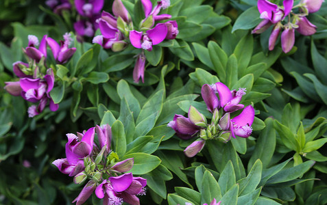 美丽的 Polygala myrtifolia 或桃金娘叶乳草花，春天在花园里绽放