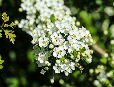 米德兰山楂、英国山楂 (Crataegus laevigata) 的白花在春天开花
