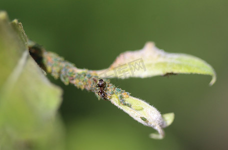柔肤蜜露产品实物摄影照片_黑色花园蚁群（Lasius niger）以蚜虫的蜜露为食，在花园里的植物中筑巢
