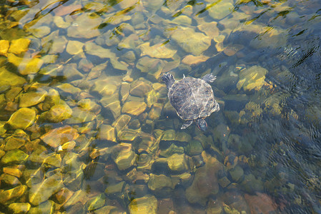 乌龟在透明的水中游泳