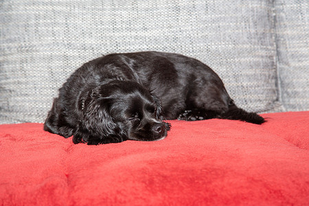 一只小黑狗躺在沙发上