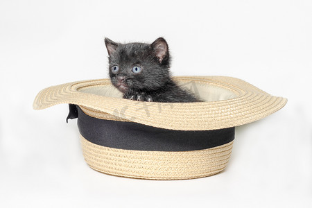 坐在白色 ba 上的帽子里的可爱的小黑猫